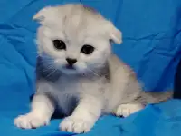 Шотландские котята. Шиншиллята.