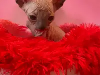 Котята канадского сфинкса, фотография 3