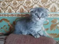 Шотландские вислоухие  котята, фотография 4