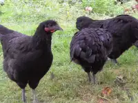 Продам кур несушек