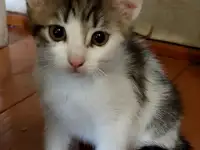 Ищу дом для котенка, фотография 2