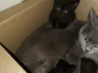 Шотландский прямоухий  котёнок - кошечка 1.5  месяцев в Молодечно