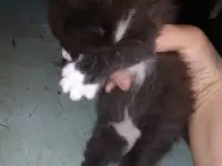 Маленькие котята ищут дом, фотография 2