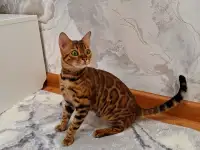 Бенгальская девочка, фотография 2
