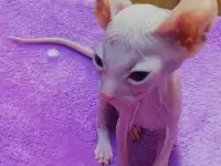 Котята Донского сфинкса, фотография 6