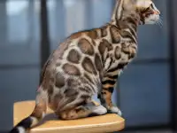 Элитные Бенгальские котята, фотография 6