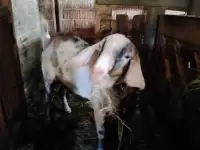 Коза, козлята, козел нубийской породы срочно недорого., фотография 3