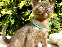 Котёнок Европейской бурмы, фотография 3