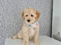 Мальчик мальтипу