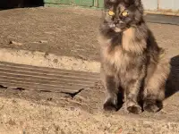 Ищу новый дом для взрослой кошки, фотография 2