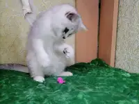 Британские серебристые котята, фотография 4