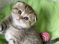 Шотландские котята ЗОЛОТАЯ ШИНШИЛЛА, фотография 7