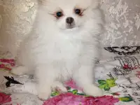 ШПИЦ, фотография 4