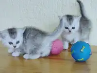 Шотландские котята, фотография 3