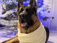 Щенки немецкой овчарки