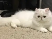 Белый персидский котёнок, фотография 9