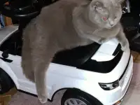 Британские котята., фотография 11