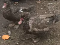 Мускусные утки и селезни, фотография 4