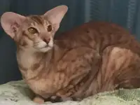Ориентальные коты, фотография 2
