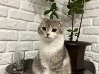 Шотландские котята, фотография 9