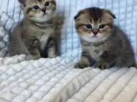 Шотландские котята голубая золотая шиншилла