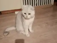Котята шотландские вислоухие, фотография 11