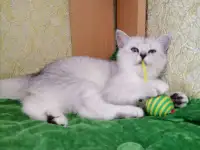 Британские котята, фотография 2