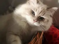 Нужен кот для вязки Невской Маскарадной, фотография 5
