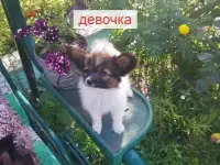 Щенки Папийон, фотография 4