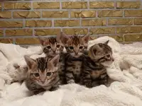 Продам шикарных котят породы бенгальские кароткошорстные, фотография 4