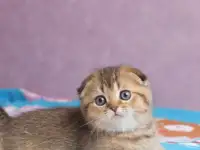 Котята шотландские ЗОЛОТАЯ ШИНШИЛЛА, фотография 4
