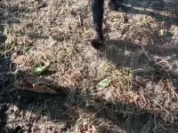 Котенок в дар, фотография 3