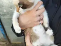Котенок в дар