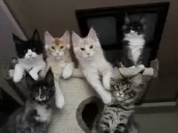 Мейн-кун котята!, фотография 2