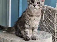 Котенок мейн кун из питомника, фотография 4