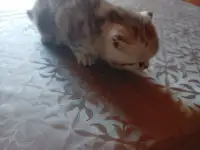 Котята, фотография 4