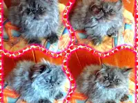 Персидские котята экстремального типа чистокровные. Персы., фотография 5