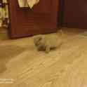 Британские котята, фотография 4