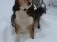 Я-ваш веселый друг ФОКС, фотография 3