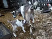 Козы.козлята и козел на племя)
