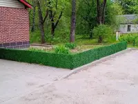 Зеленая изгородь, высотой 0,5 м длина 10 м, фотография 6