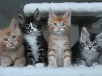Мейн-кун котята, фотография 4
