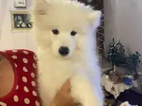 Щенки