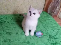 Британские котята, фотография 4