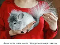 Куплю или возьму в дар