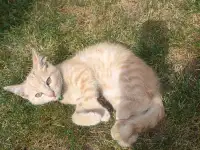 Котенок в добрые руки, фотография 2