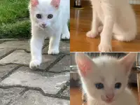 Отдам в добрые руки