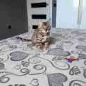 Бенгальский котёнок, фотография 3