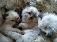 Продаются сиамские котята, фотография 2
