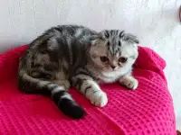 Шотландские котята с голубыми глазами, фотография 12